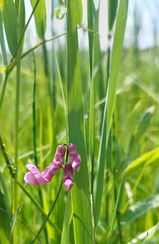 Moeraslathyrus - Lathyrus palustris : Plant in P9 pot