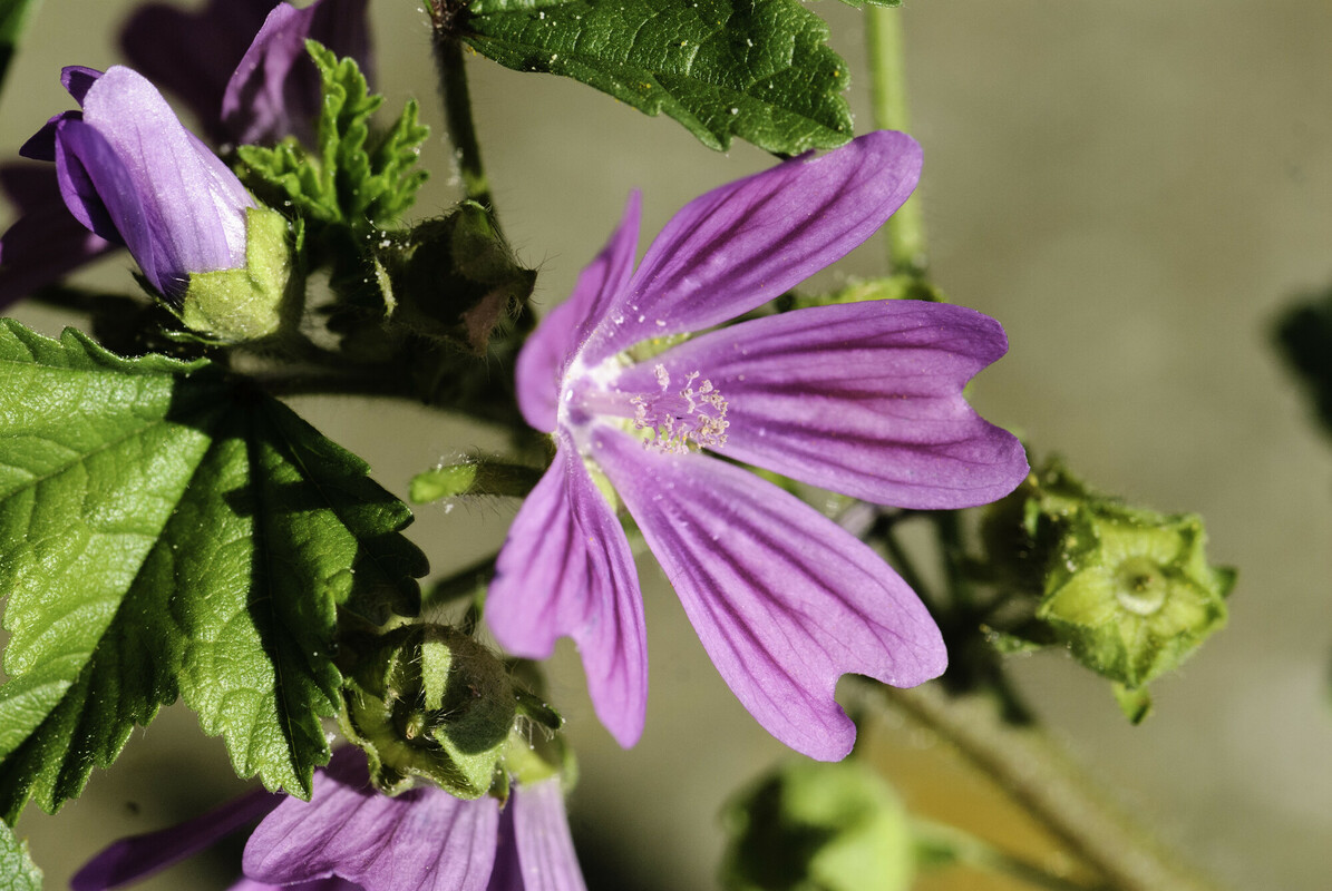 Groot kaasjeskruid - Malva sylvestris : Plant in P9 pot