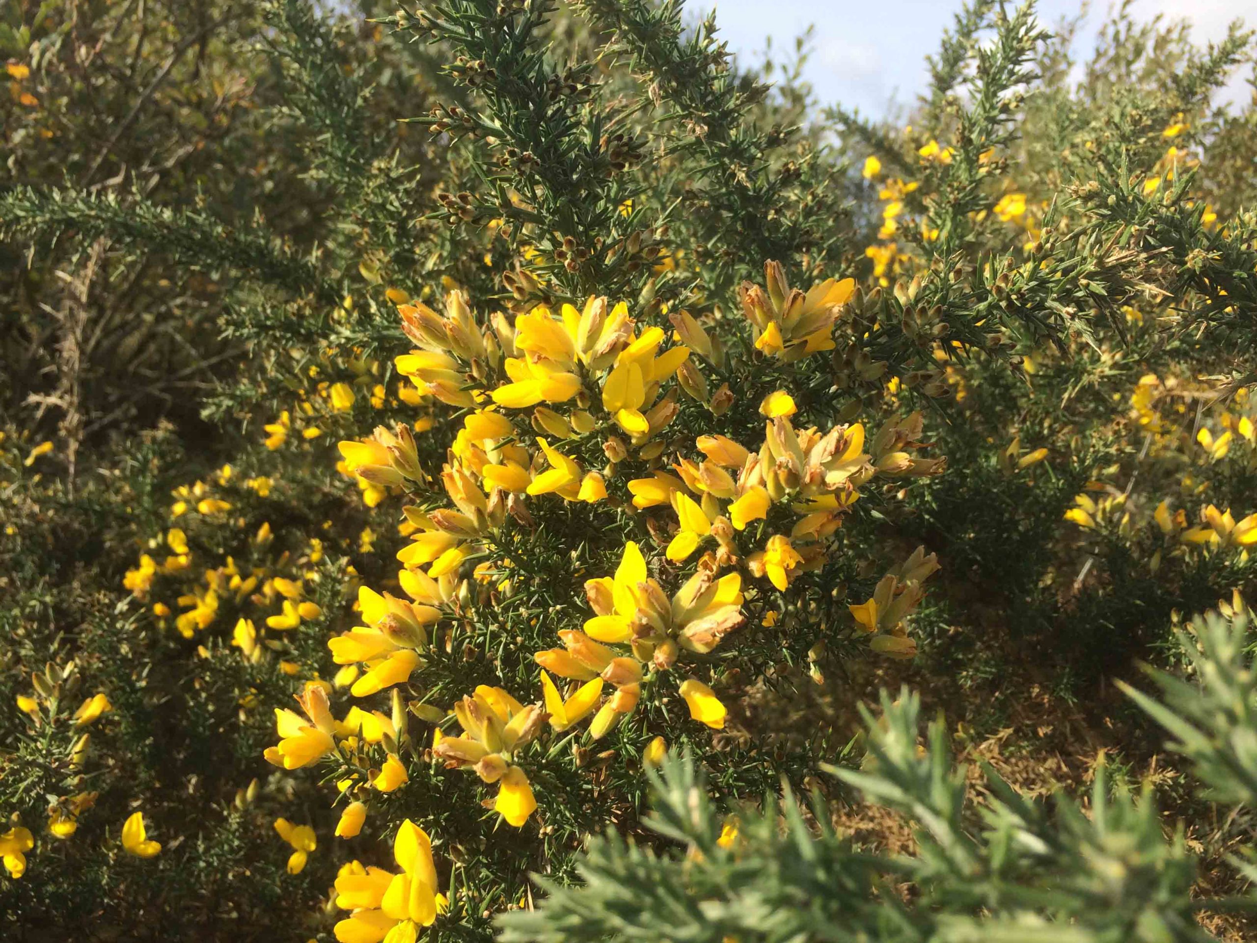 Gaspeldoorn - Ulex europaeus : Plant in P9 pot