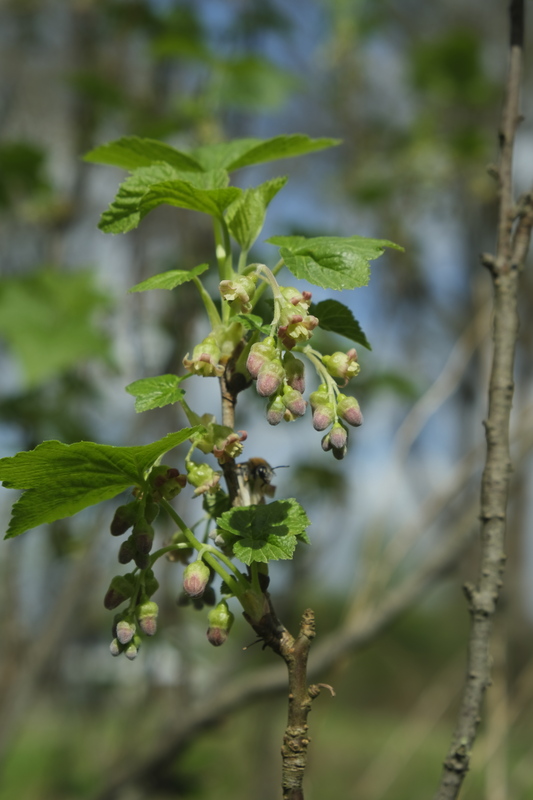 Zwarte bes - Ribes nigrum : Los stuk wortelgoed