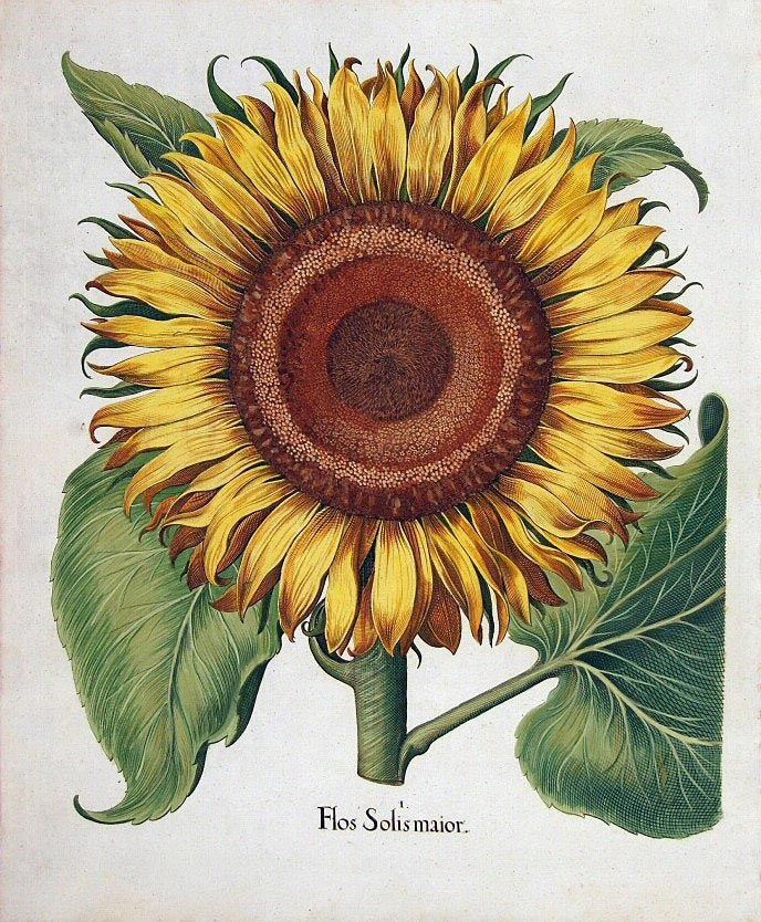 Zonnebloem - Helianthus annuus : Zakje