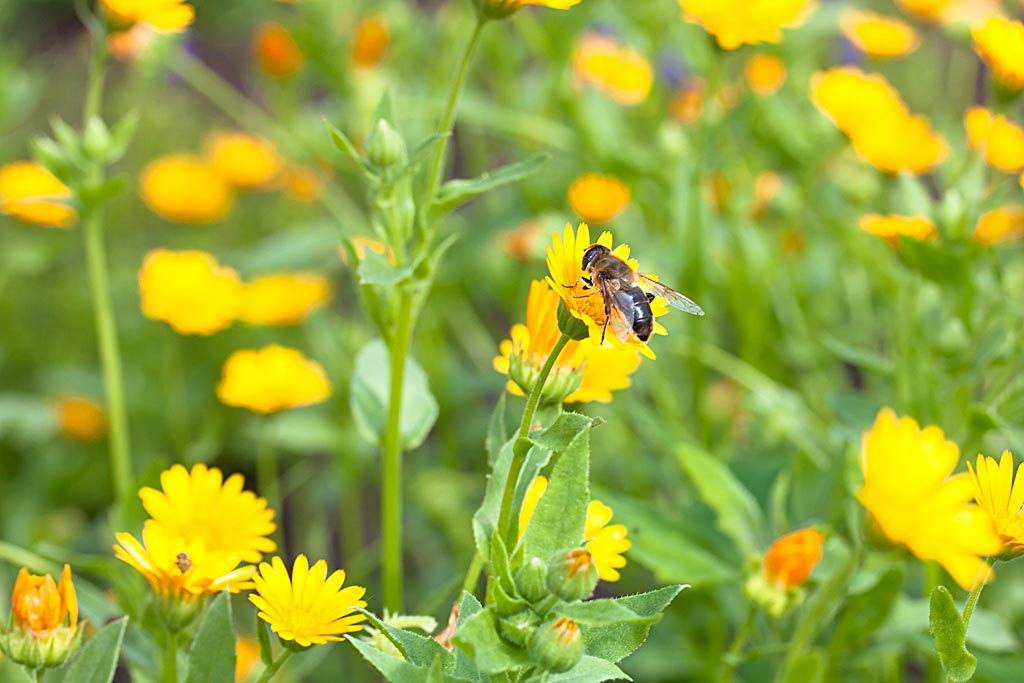 Akkergoudsbloem - Calendula arvensis : Zakje