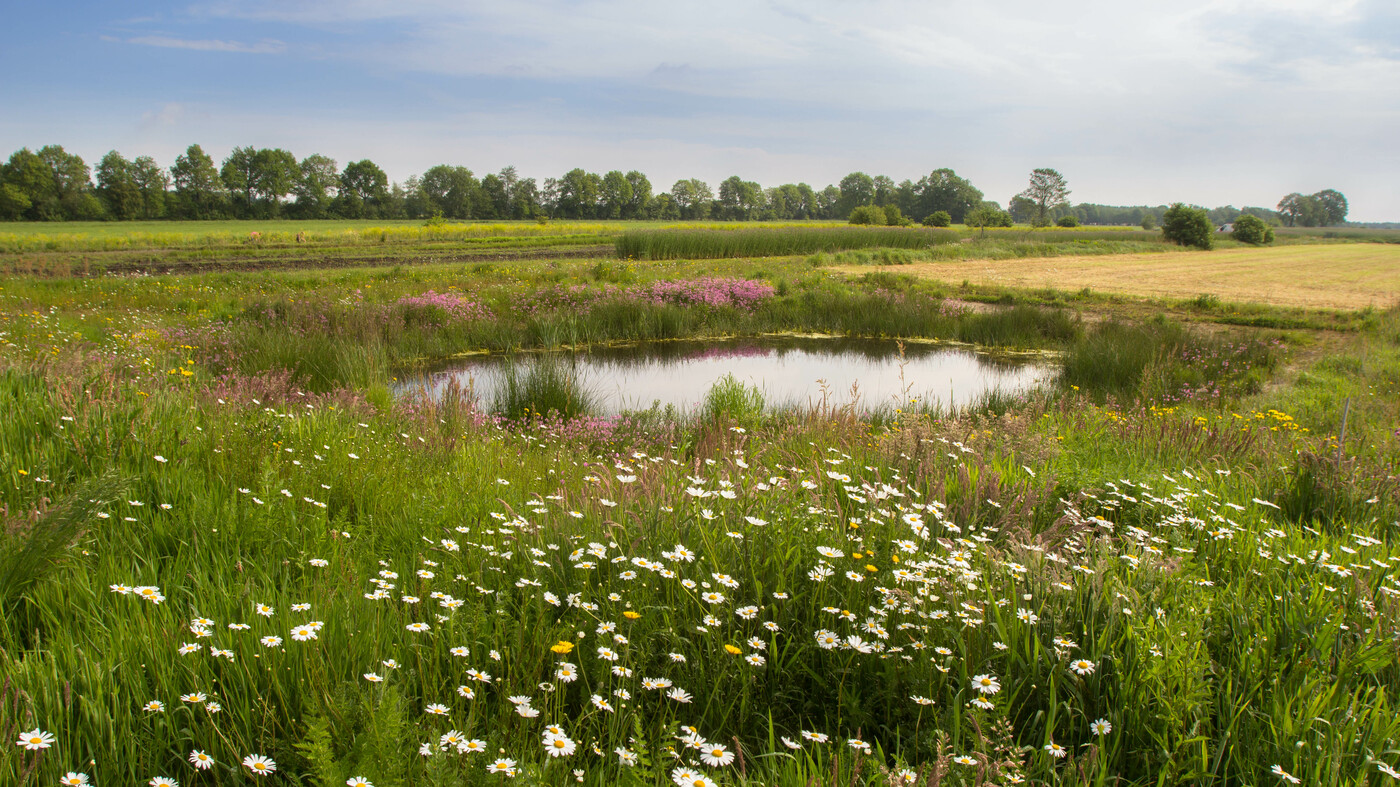 G3 Bloemrijk grasland - natte grond : Zakje voor 15-25M2