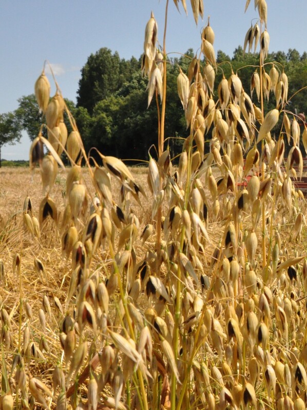 Zwarte haver - Avena sativa var. nigra : Kilo