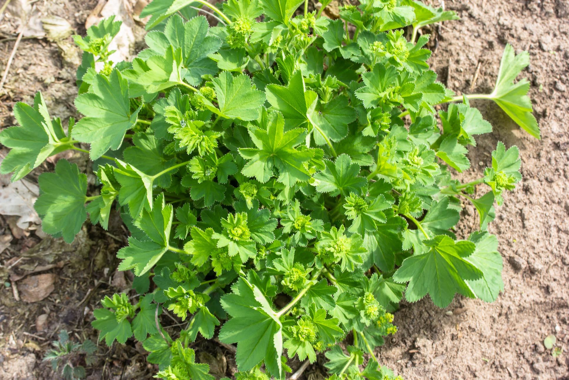 Geelgroene vrouwenmantel - Alchemilla xanthochlora : Losse grammen