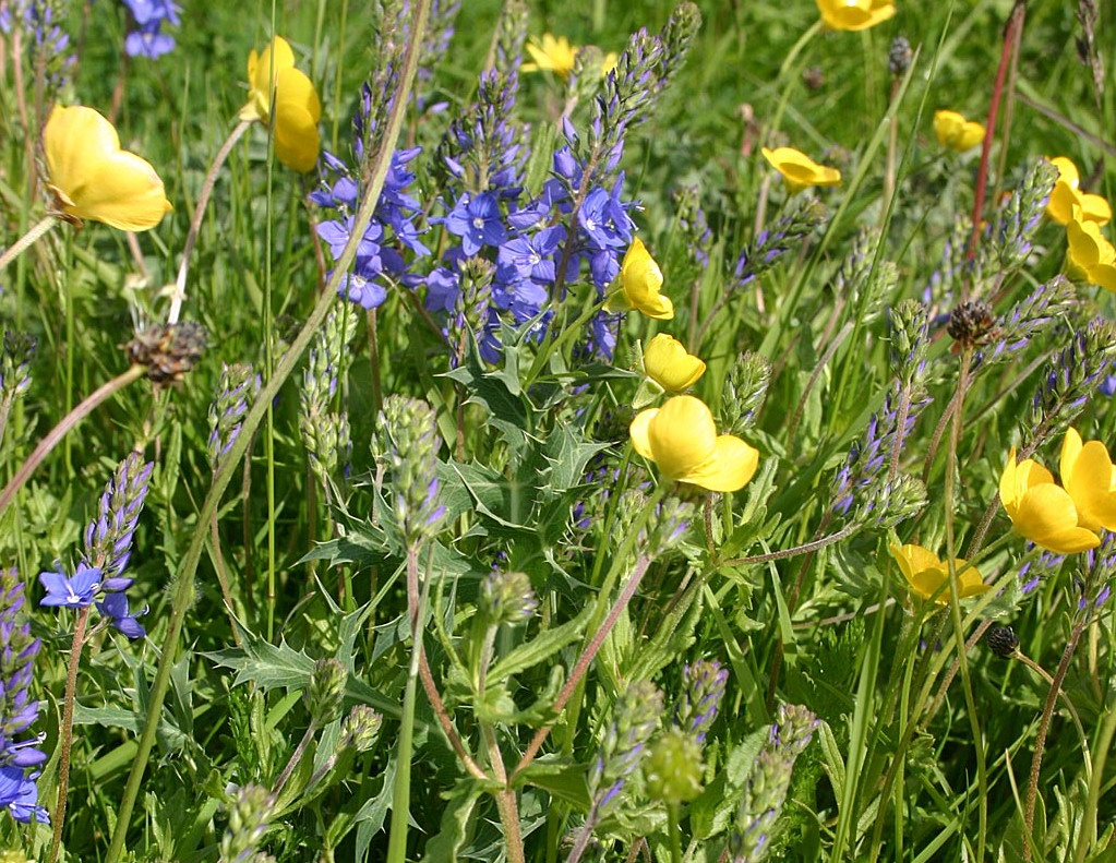 Brede ereprijs - Veronica austriaca subsp. teucrium : Zakje