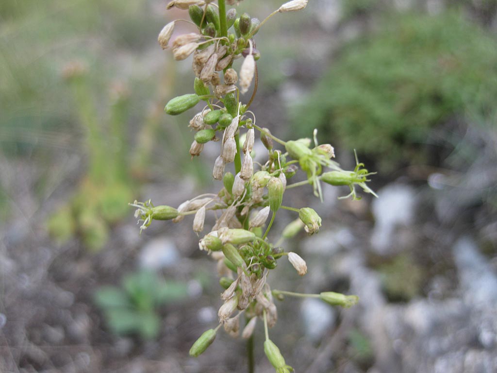 Oorsilene - Silene otites : Losse grammen