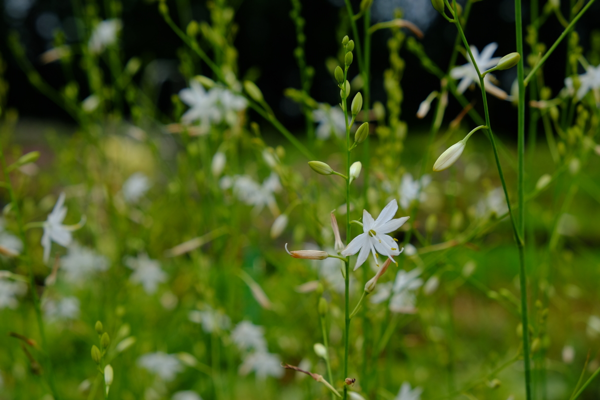 Graslelie - Anthericum liliago : Plant in P9 pot