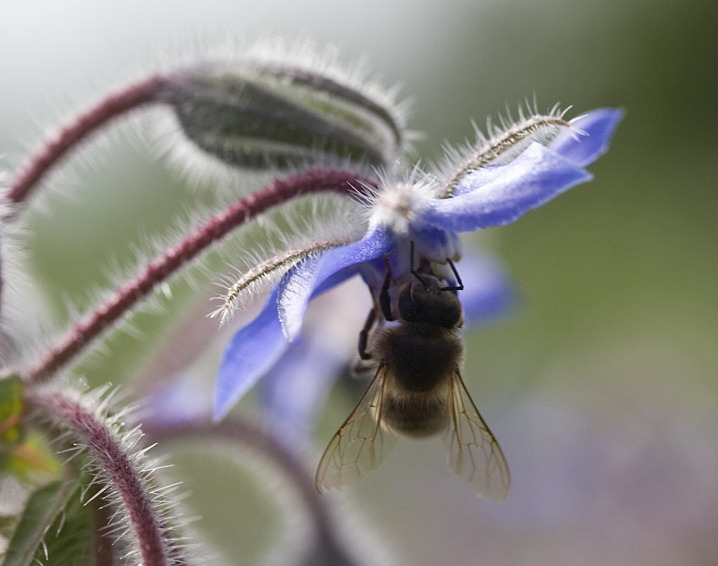Bernagie - Borago officinalis : Zakje