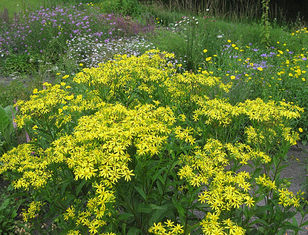 Schaduwkruiskruid - Senecio ovatus : Zakje