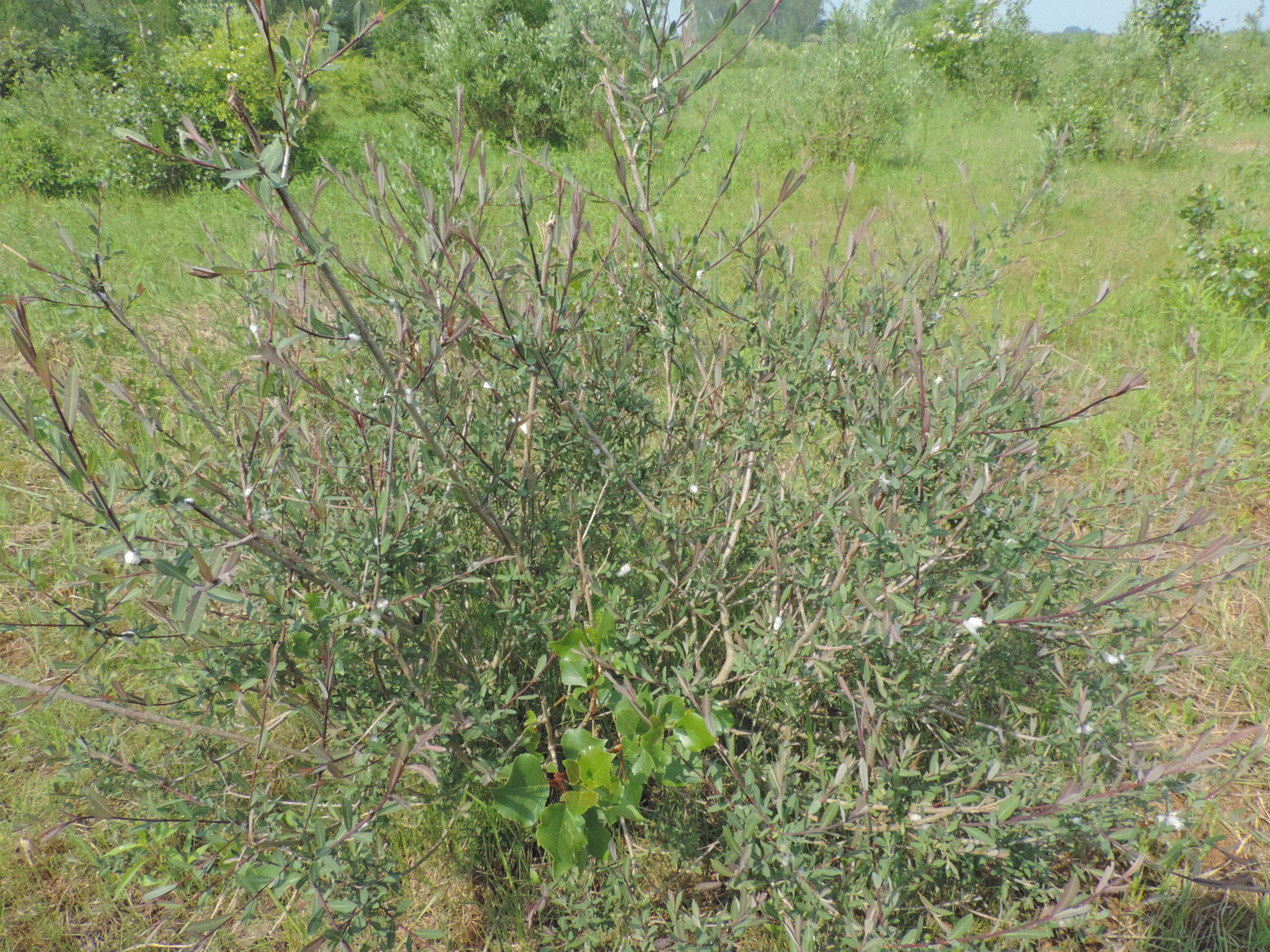 Bittere wilg - Salix purpurea : Los stuk wortelgoed