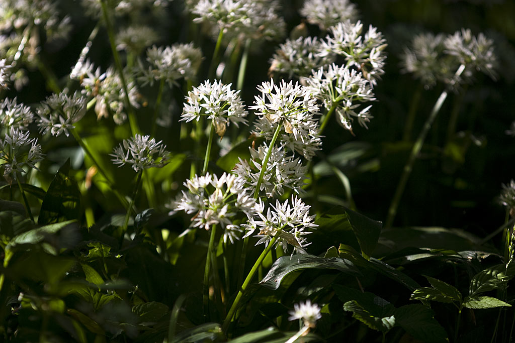 Daslook - Allium ursinum : Losse grammen