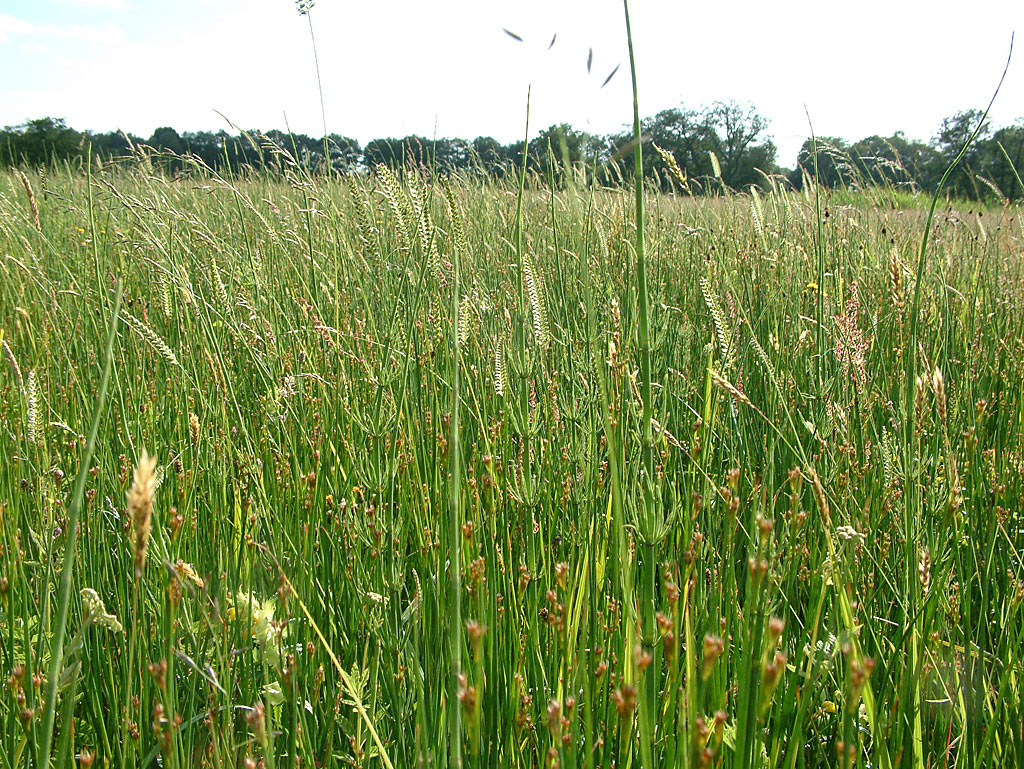 Kamgras - Cynosurus cristatus : Losse grammen