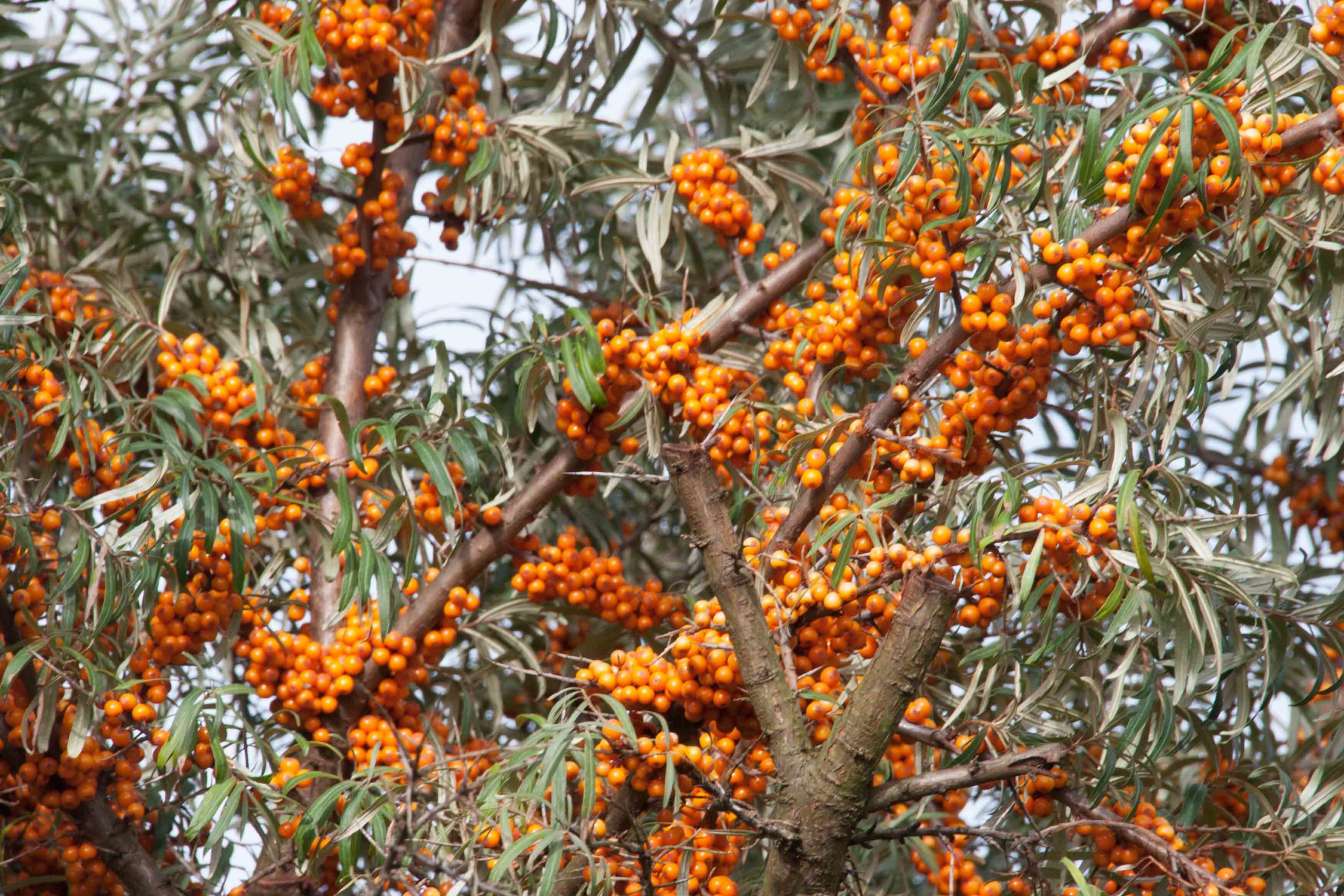 Duindoorn - Hippophae rhamnoides : Los stuk wortelgoed