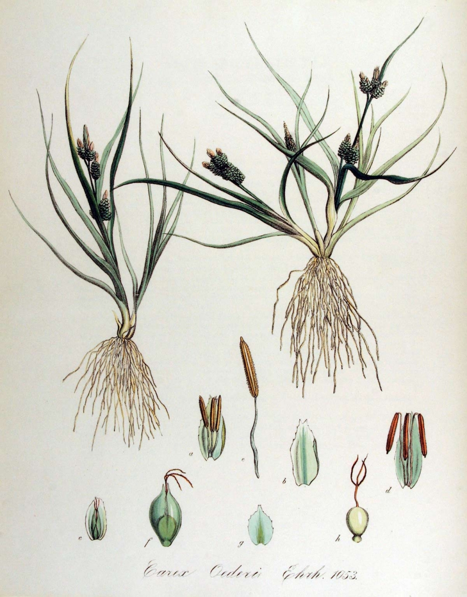 Geelgroene zegge - Carex demissa : Losse grammen