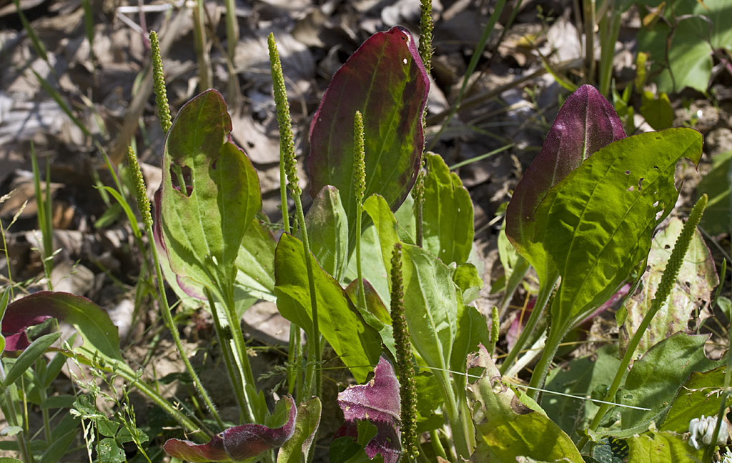 Grote weegbree - Plantago major : Plant in P9 pot