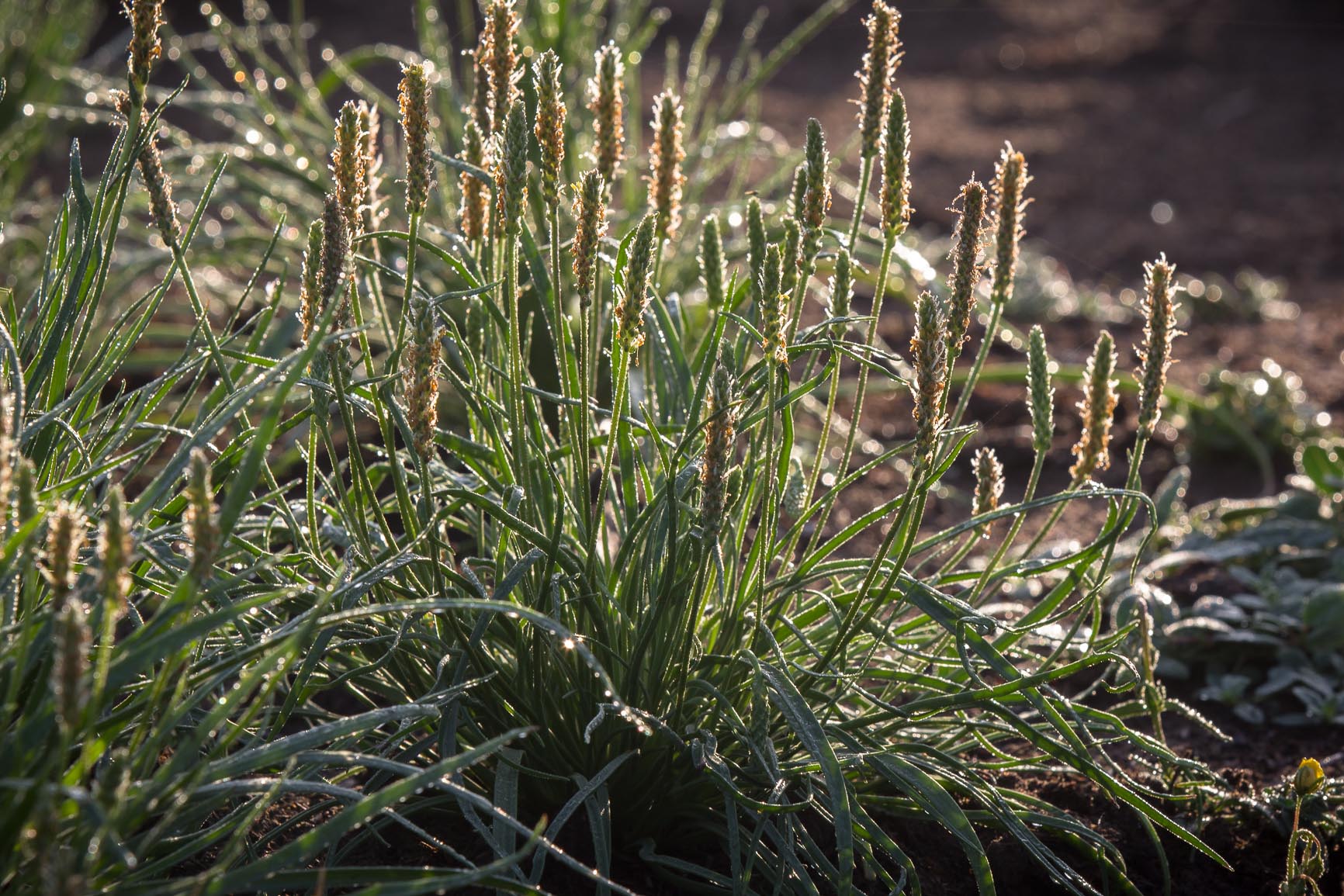 Zeeweegbree - Plantago maritima : Losse grammen