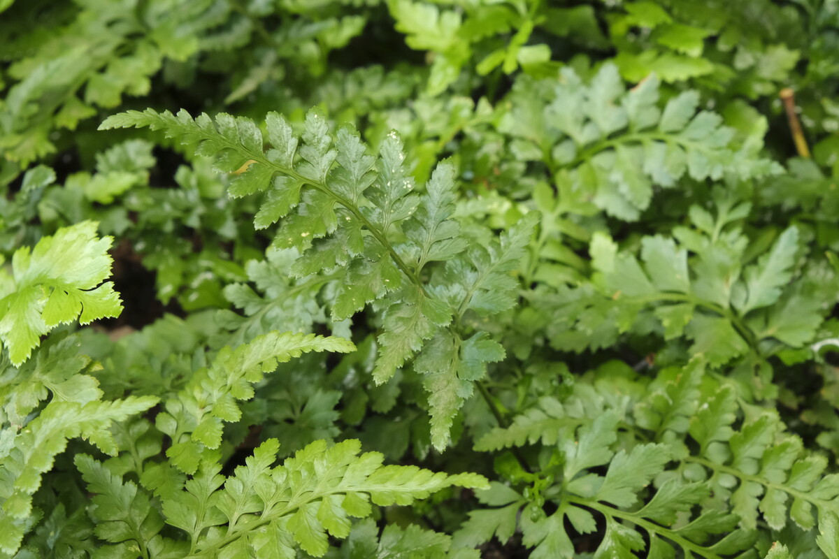 Zwartsteel - Asplenium adiantum nigrum
