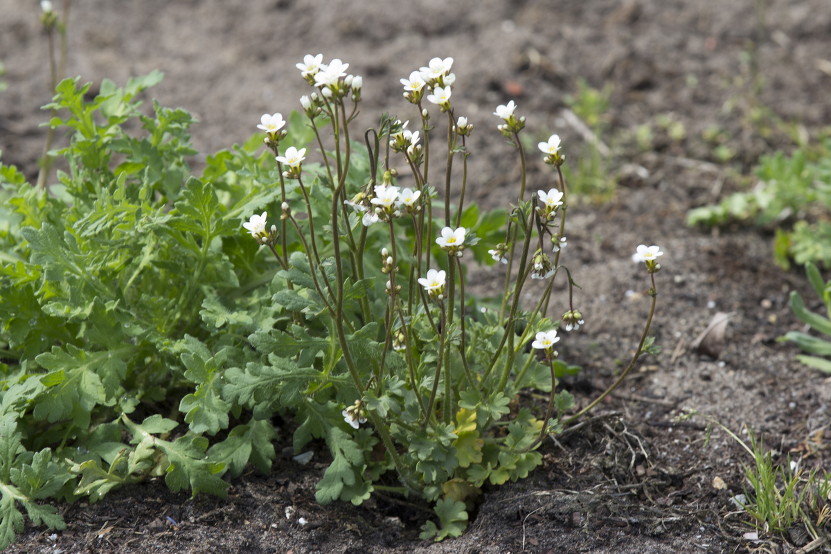 Knolsteenbreek - Saxifraga granulata : Plant in P9 pot