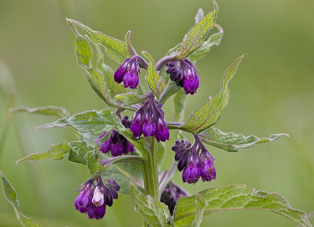 Gewone smeerwortel - Symphytum officinale : Plant in P9 pot