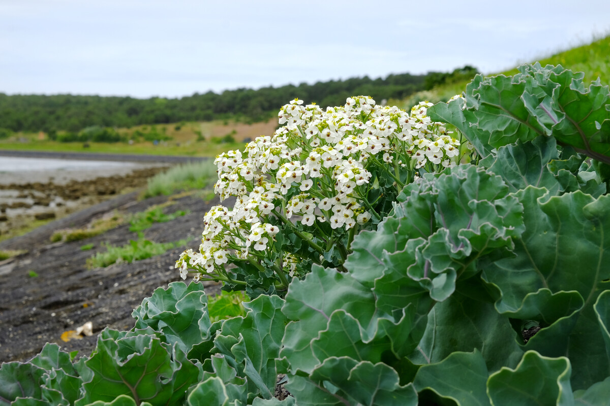 Zeekool - Crambe maritima : Zakje
