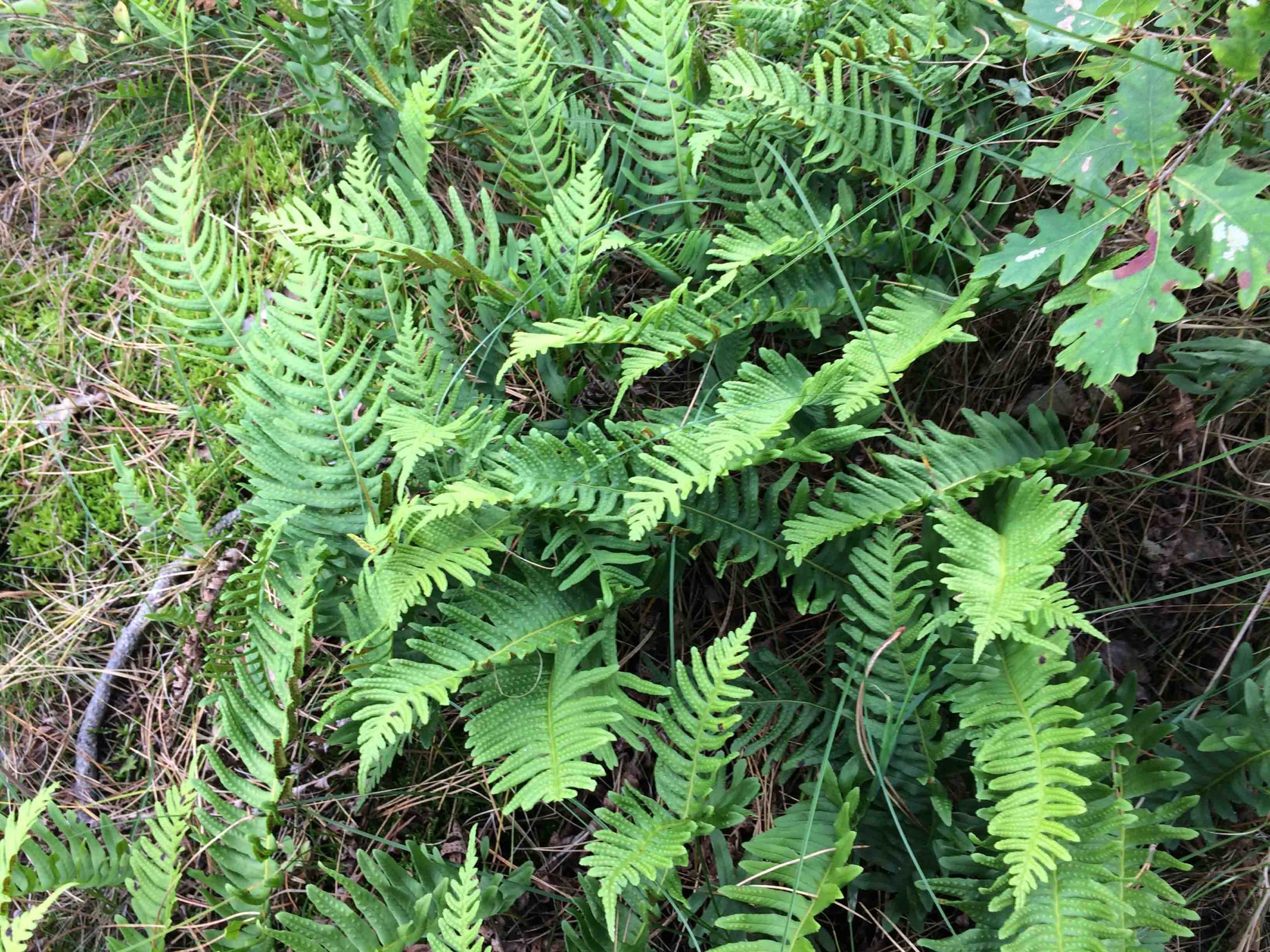 Gewone eikvaren - Polypodium vulgare : Plant in P9 pot