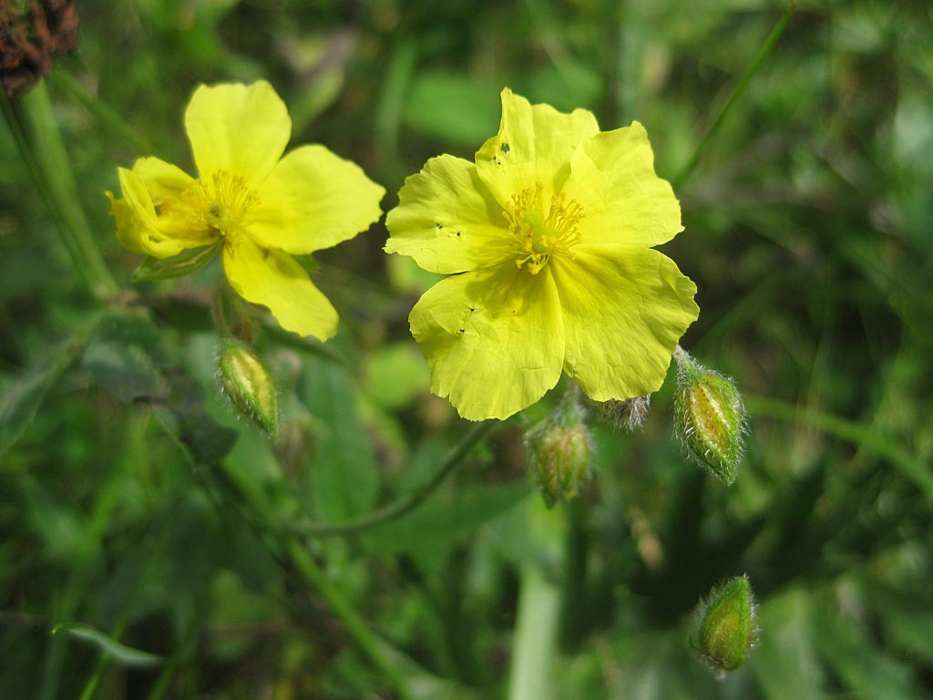 Geel zonneroosje - Helianthemum nummularium : Losse grammen