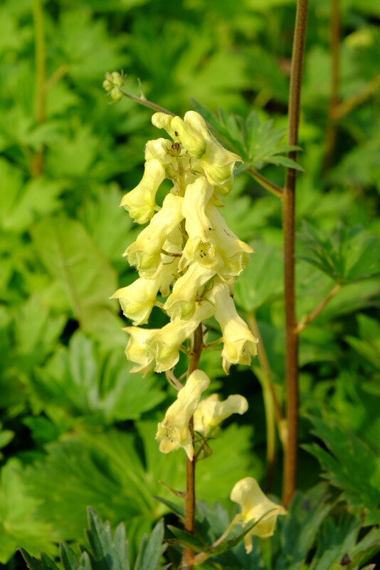 Gele monnikskap - Aconitum vulparia : Losse grammen