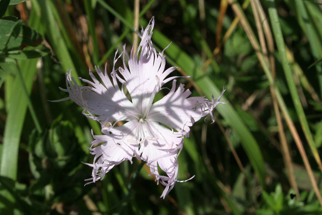 Prachtanjer - Dianthus superbus : Zakje