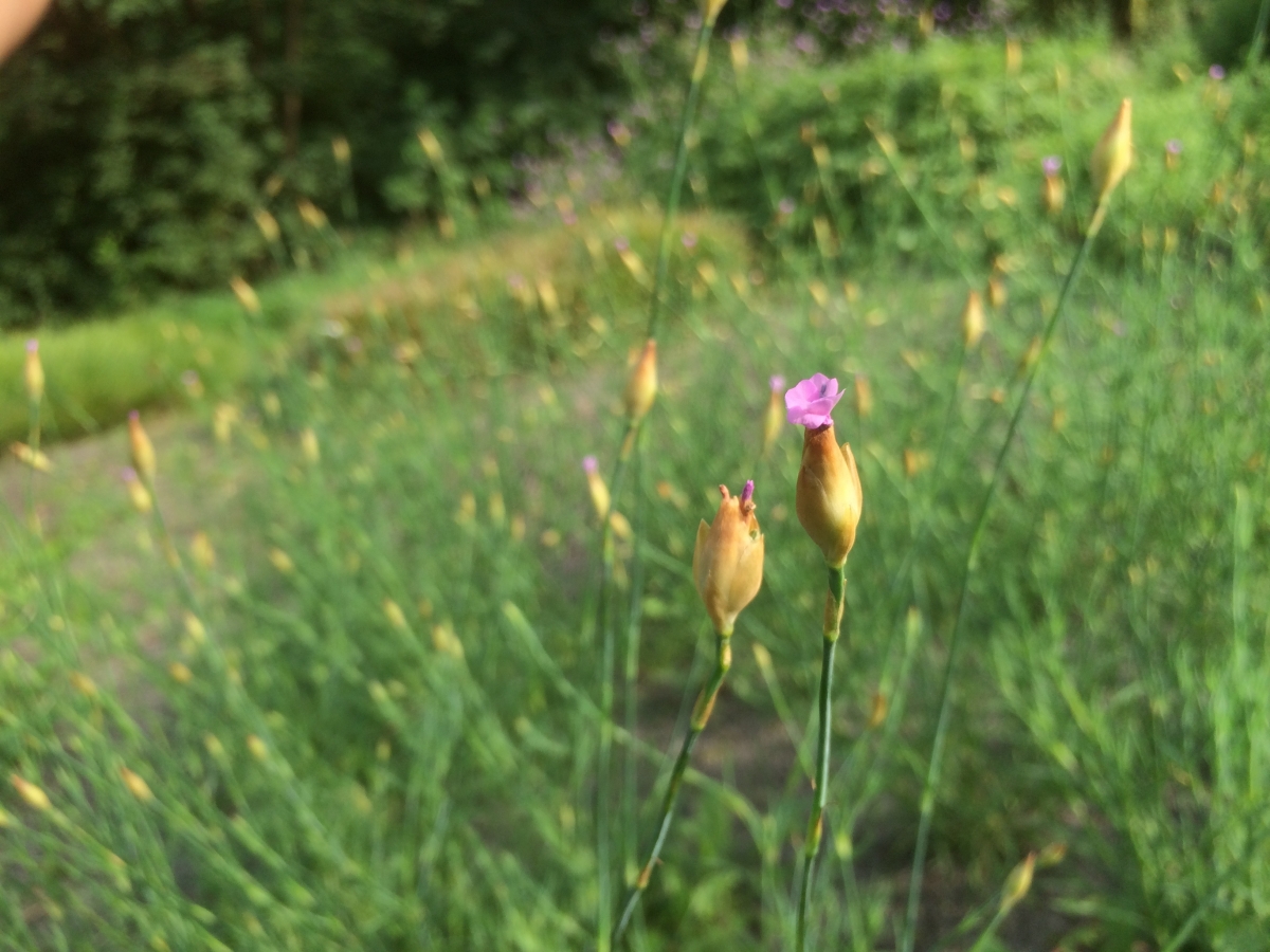 Slanke mantelanjer - Petrorhagia prolifera : Losse grammen