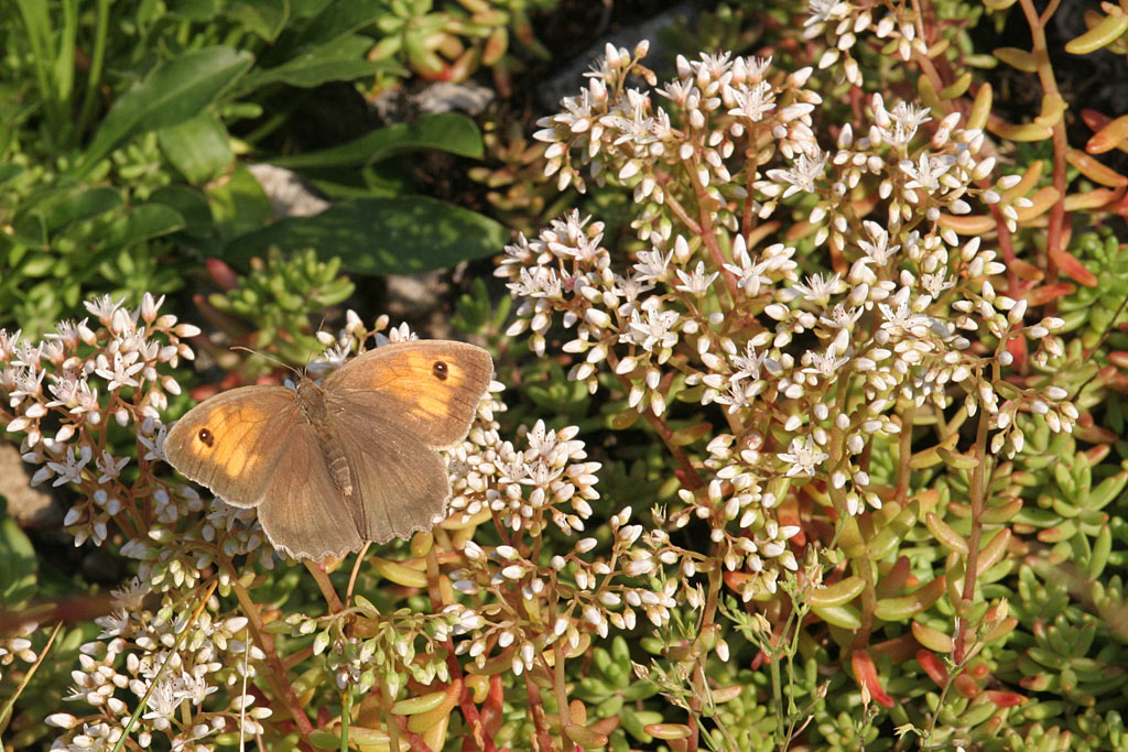 Wit vetkruid - Sedum album : Losse grammen