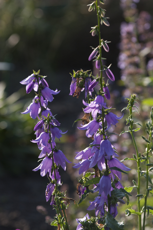 Akkerklokje - Campanula rapunculoides : Losse grammen