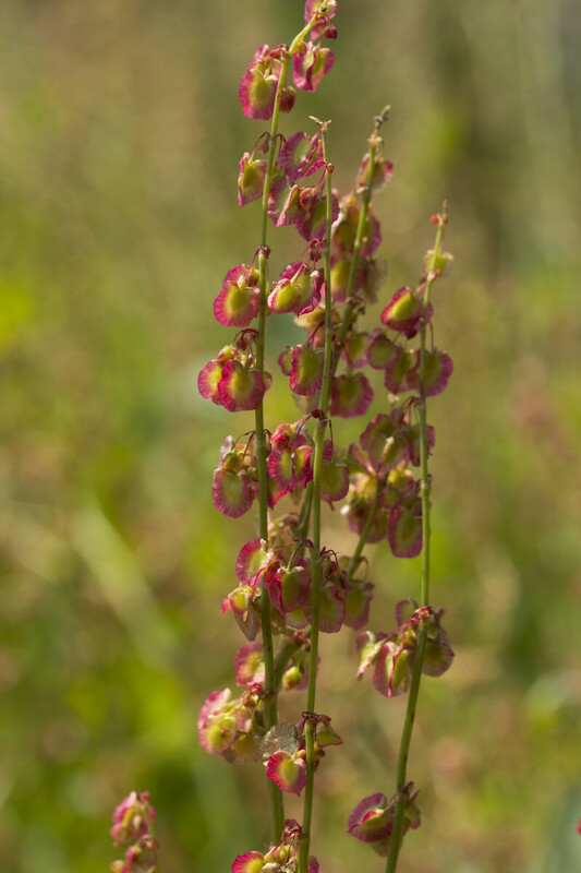 Spaanse zuring - Rumex scutatus : Losse grammen