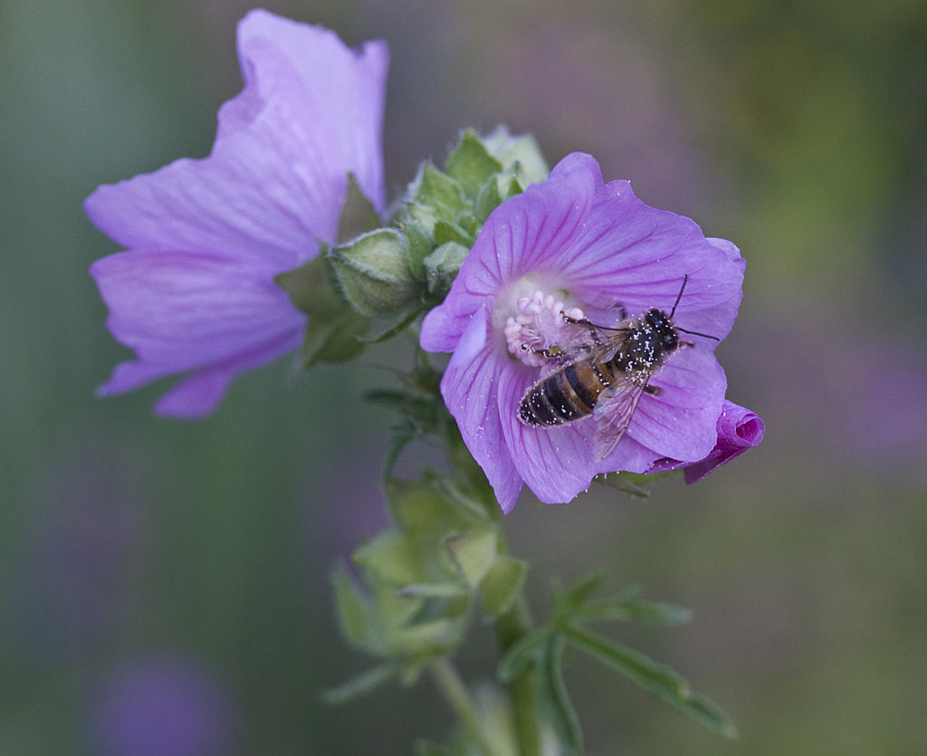 Vijfdelig kaasjeskruid - Malva alcea : Losse grammen