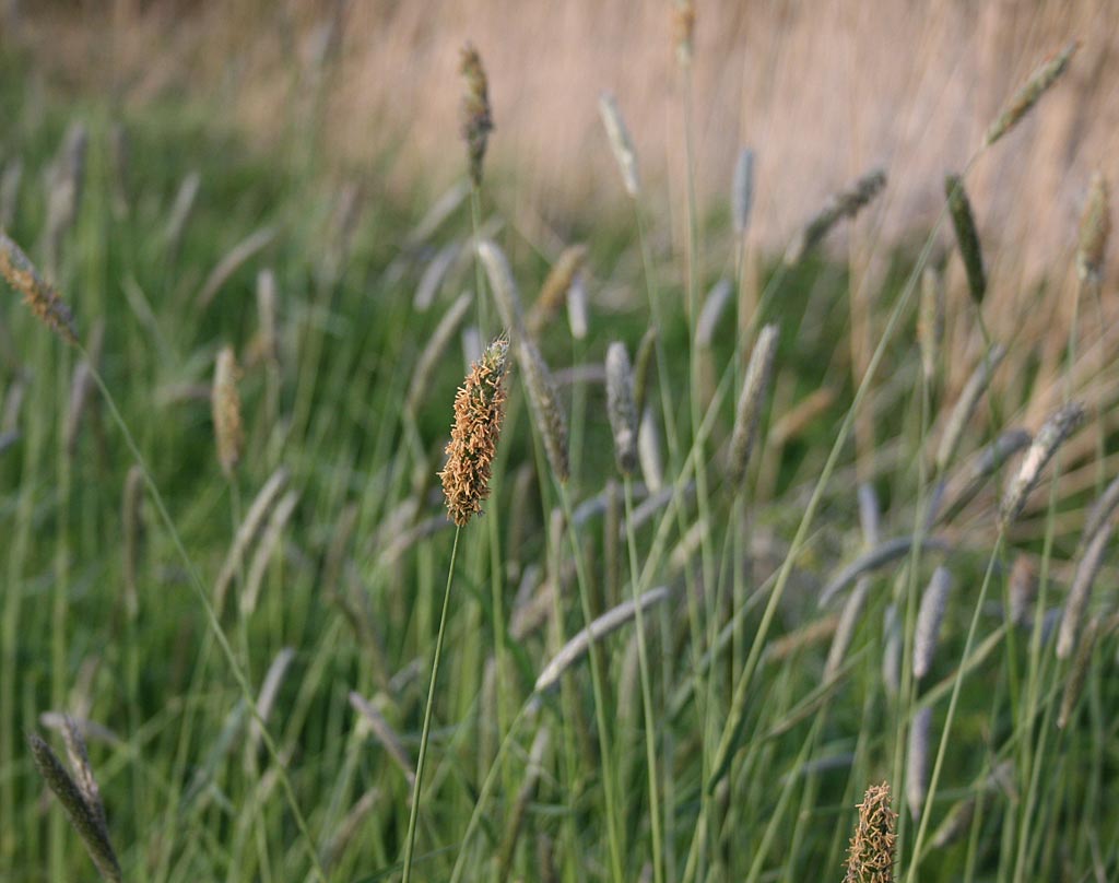 Grote vossenstaart - Alopecurus pratensis : Losse grammen