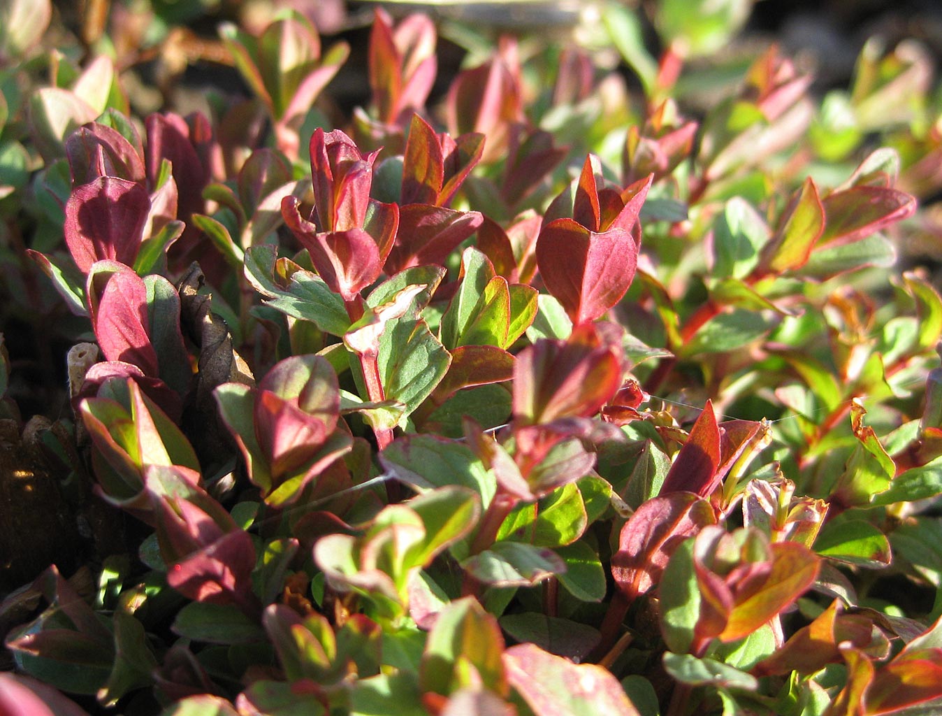 Gevleugeld hertshooi - Hypericum tetrapterum : Plant in P9 pot