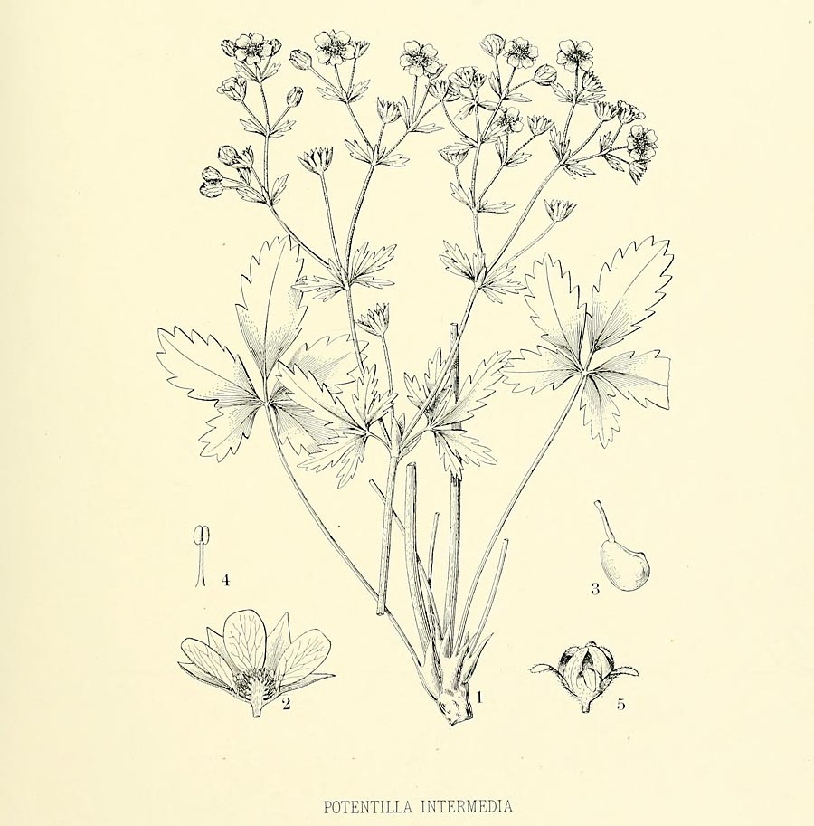 Middelste ganzerik - Potentilla intermedia : Plant in P9 pot