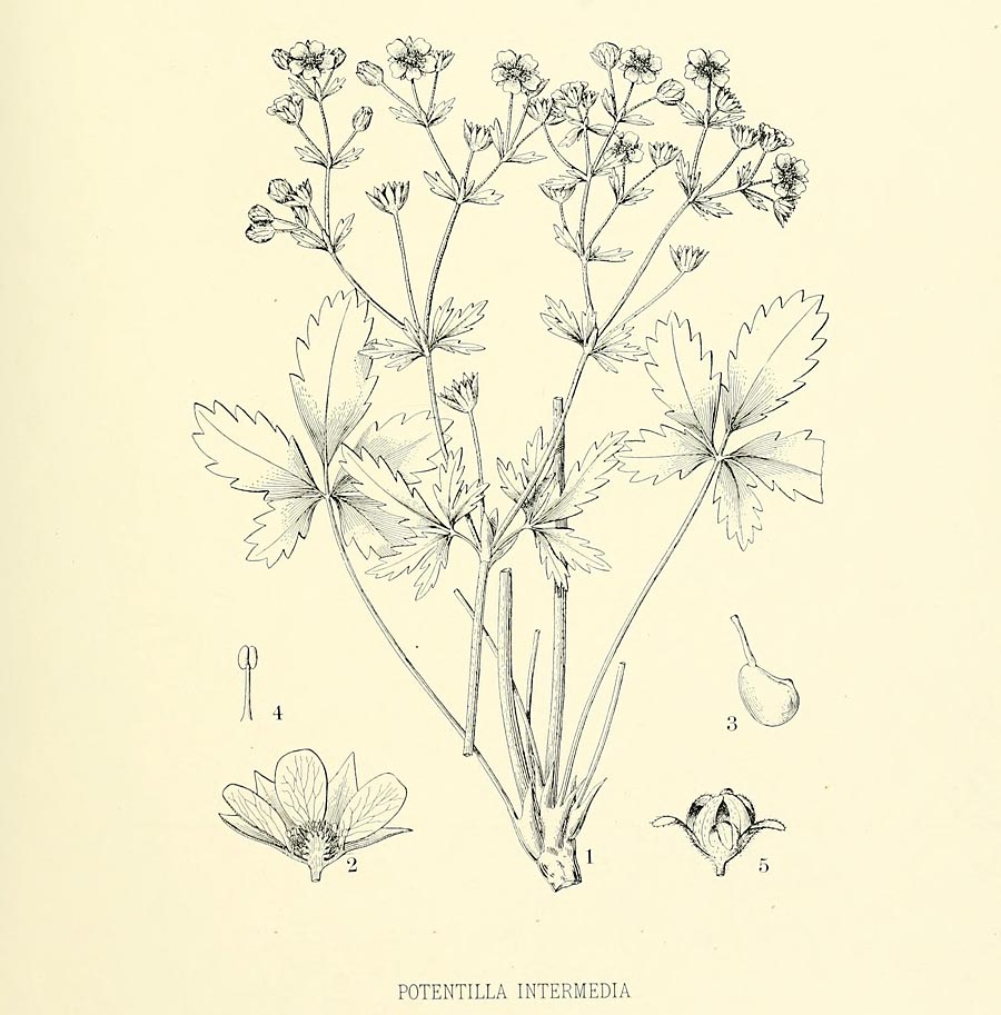 Middelste ganzerik - Potentilla intermedia : Losse grammen