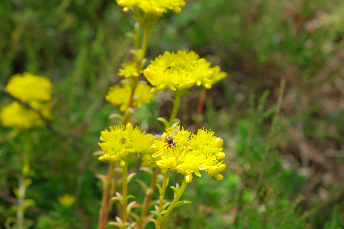Tripmadam - Sedum rupestre : Plant in P9 pot