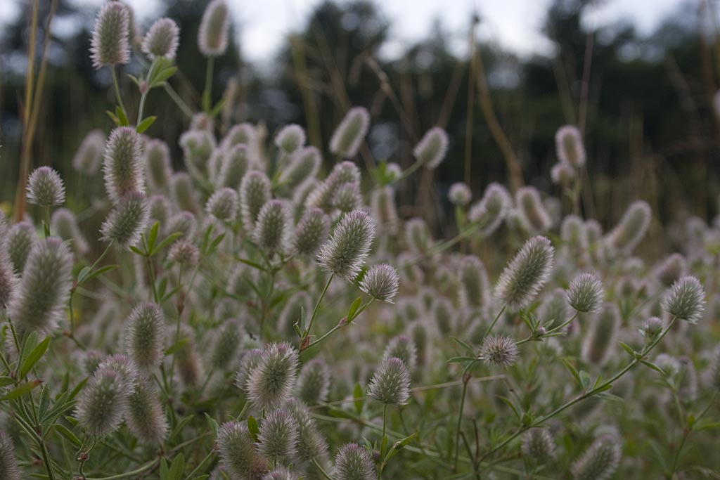 Hazenpootje - Trifolium arvense : Plant in P9 pot