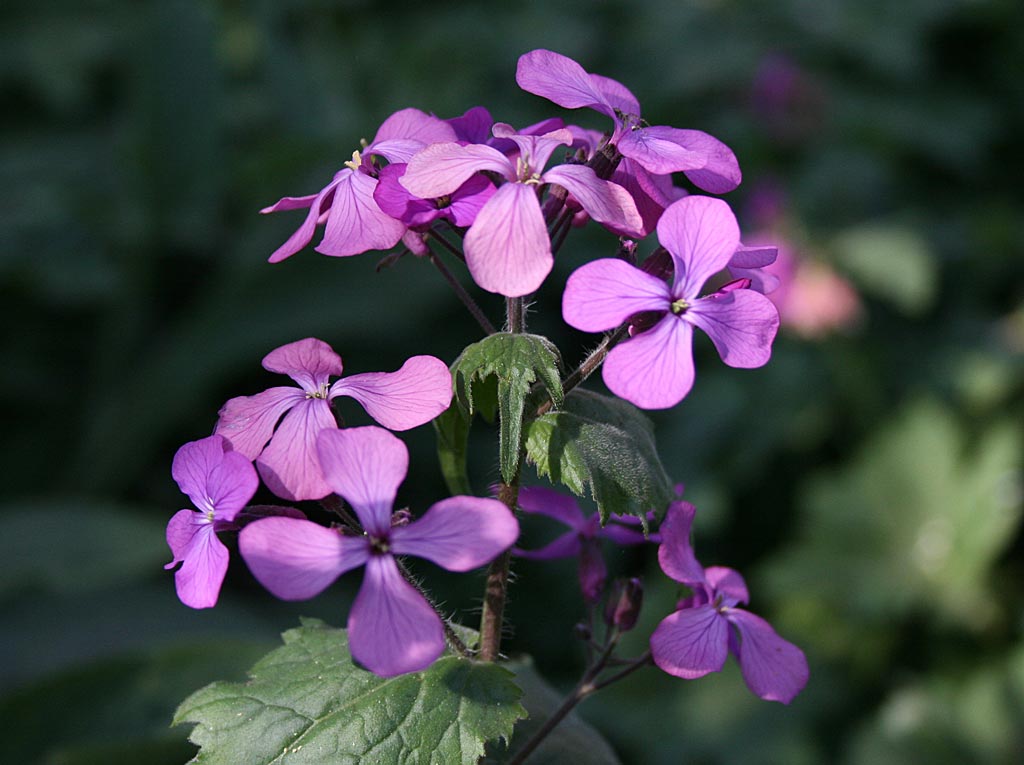 Tuinjudaspenning - Lunaria annua : Losse grammen