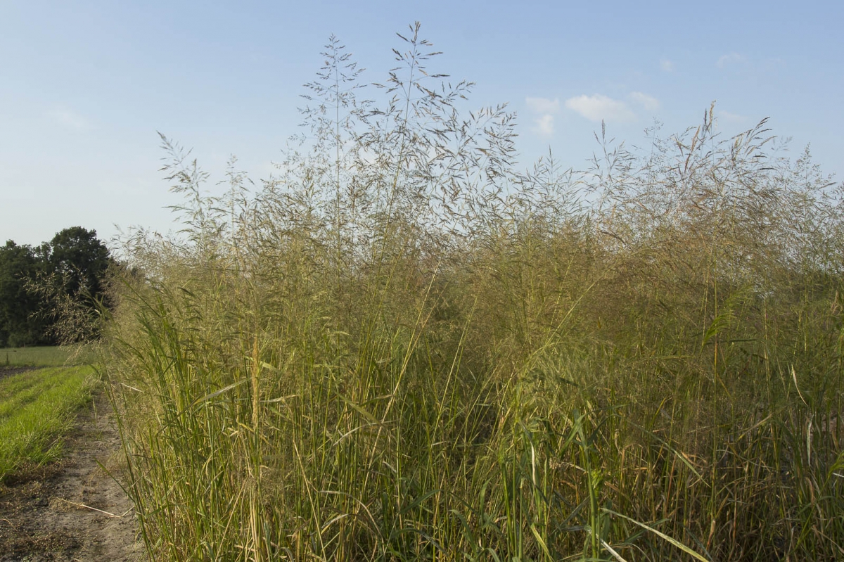 Grote windhalm - Apera spica-venti : Zakje Grote windhalm - Apera spica-venti : Zakje