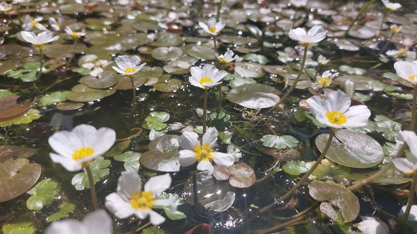 Waterranonkel - Ranunculus aquatilis : Plant in P9 pot