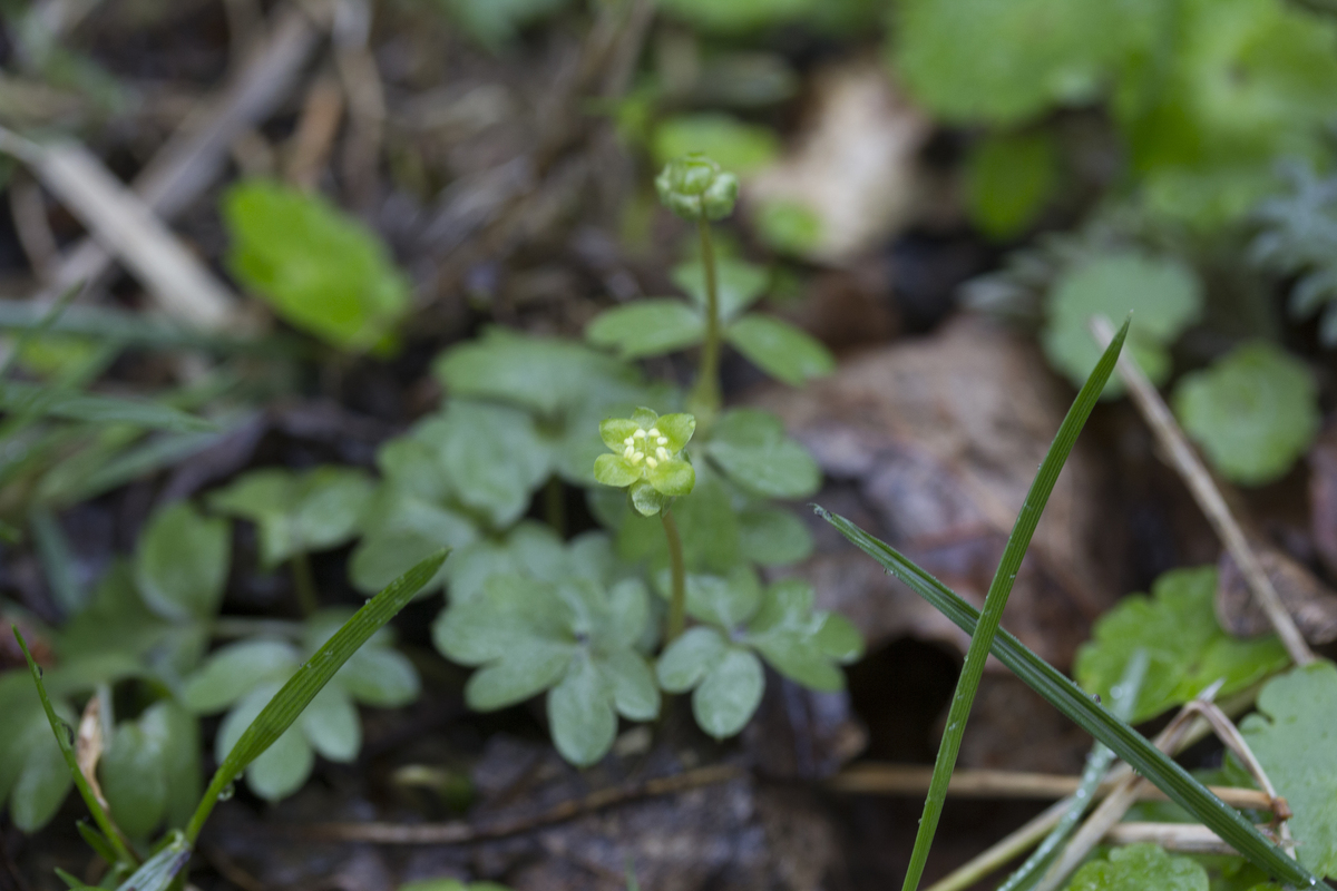 Muskuskruid - Adoxa moschatellina : Plant in P9 pot