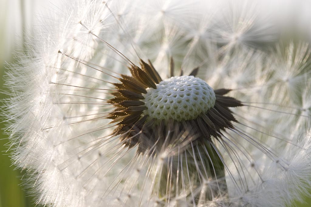 Paardenbloem - Taraxacum officinale : Zakje