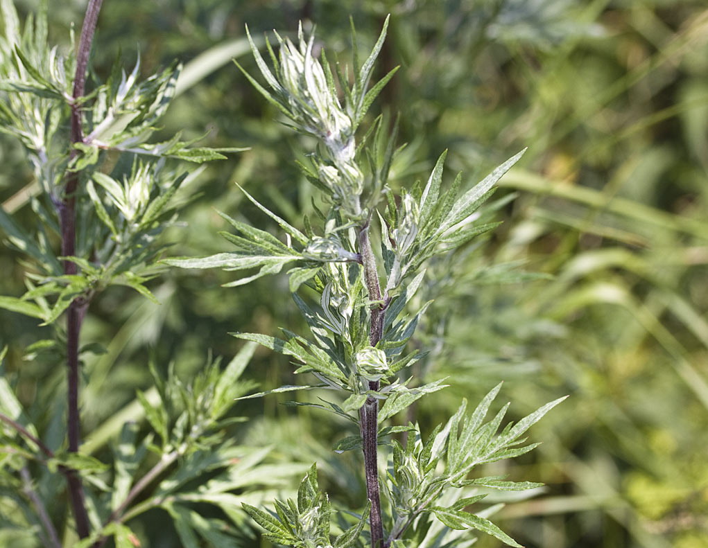 Bijvoet - Artemisia vulgaris : Zakje
