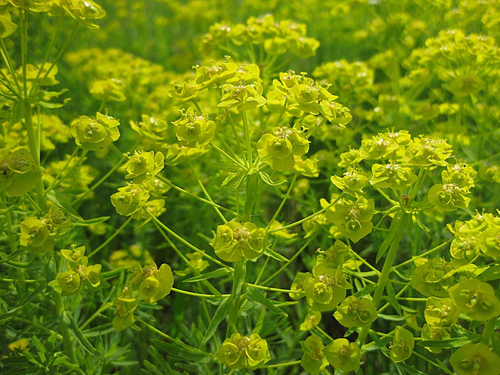 Heksenmelk - Euphorbia esula : Losse grammen