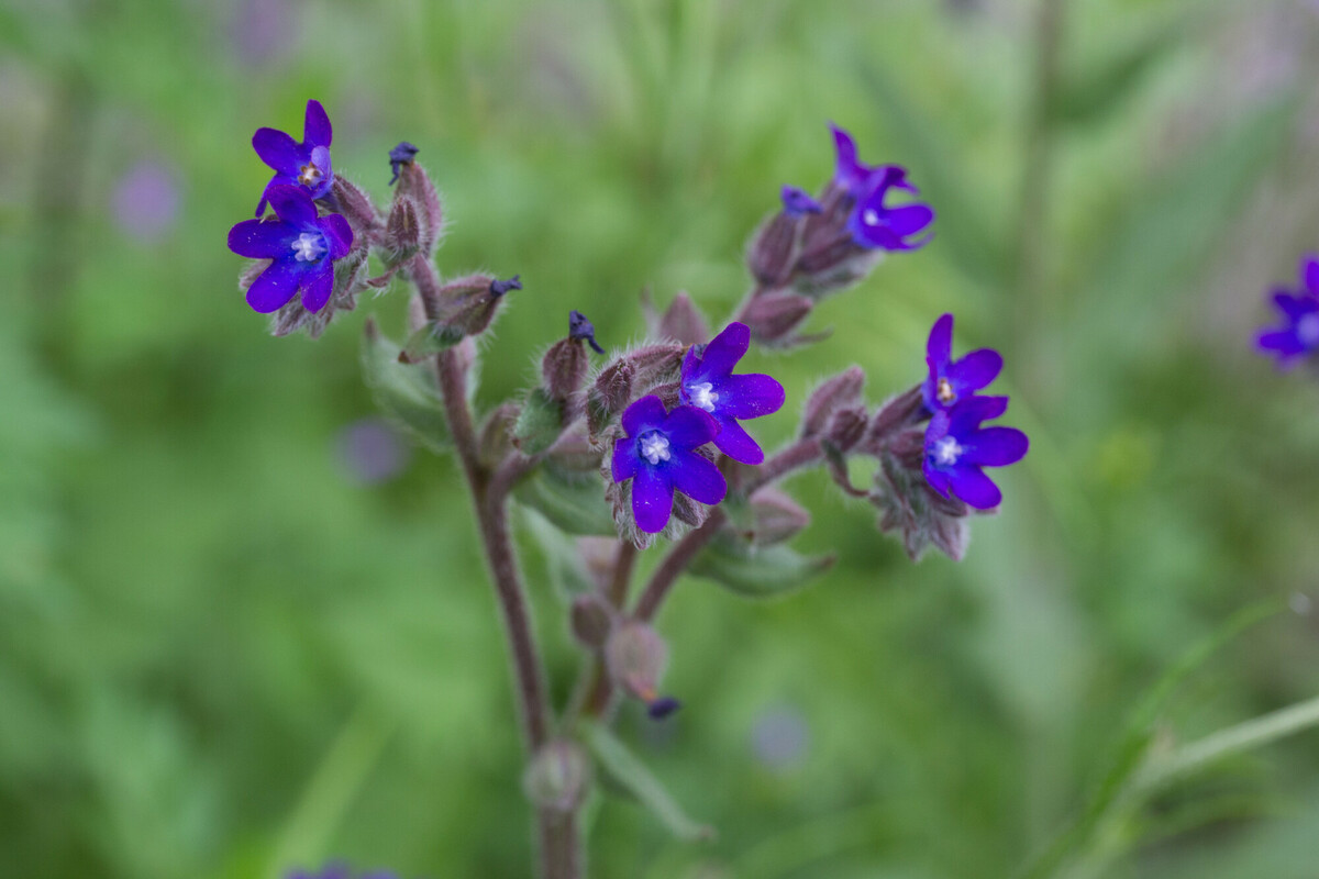 Gewone ossentong - Anchusa officinalis : Plant in P9 pot