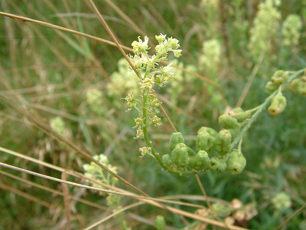 Wilde reseda - Reseda lutea : Plant in P9 pot