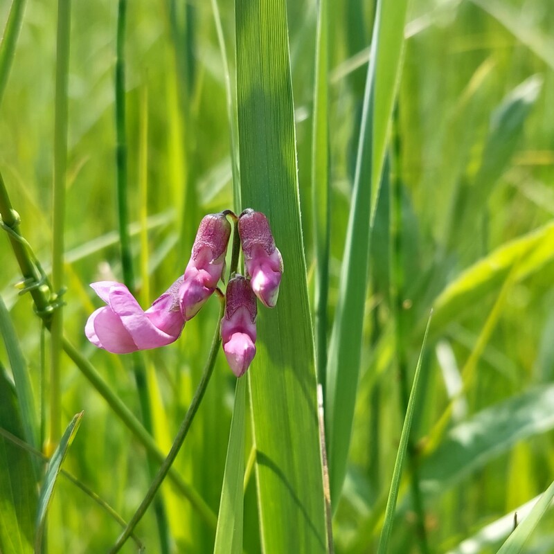 Moeraslathyrus - Lathyrus palustris : Plant in P9 pot